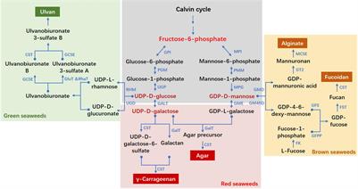 The Cell Wall Polysaccharides Biosynthesis in Seaweeds: A Molecular Perspective